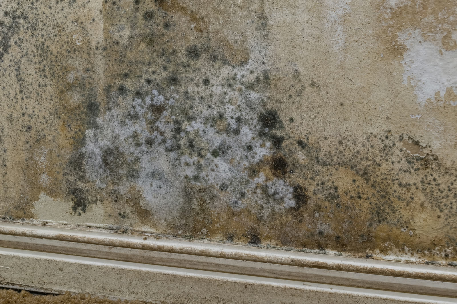 Professional mold inspector using moisture meter in Edmond home | Statewide Restoration | Edmond